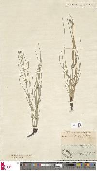 Equisetum ramosissimum subsp. ramosissimum image