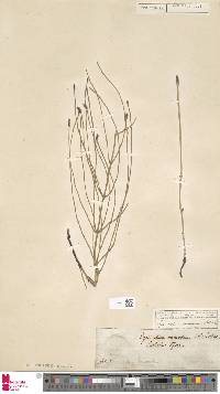 Equisetum ramosissimum subsp. ramosissimum image