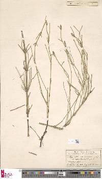 Equisetum ramosissimum subsp. ramosissimum image