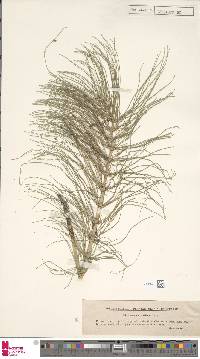 Equisetum telmateia subsp. telmateia image