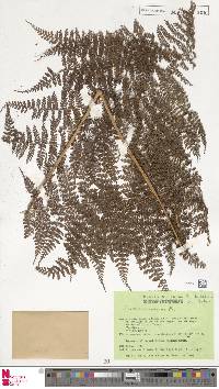 Dryopteris nodosa image