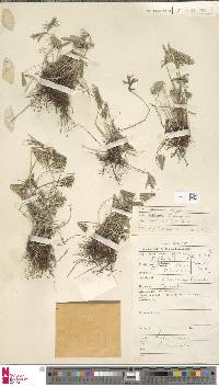 Actiniopteris australis image