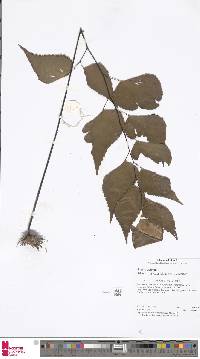 Adiantum anceps image