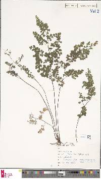 Adiantum aethiopicum image