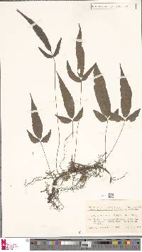 Grypothrix triphylla image
