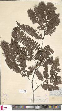 Adiantum polyphyllum image