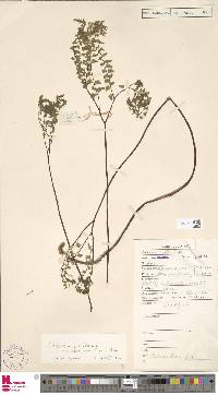 Adiantum aleuticum image