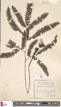 Adiantum pulchellum image