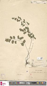 Adiantum philippense subsp. philippense image