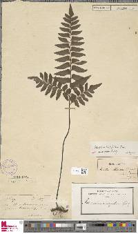 Adiantum latifolium image