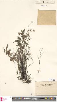 Adiantum stenochlamys image