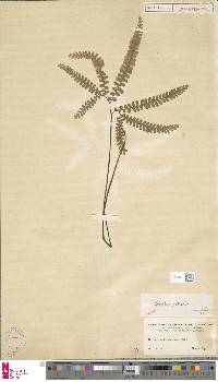 Adiantum patens image