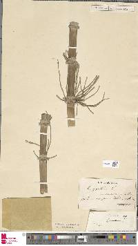 Equisetum giganteum image