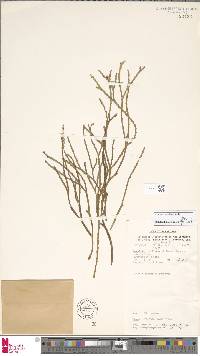 Psilotum complanatum image