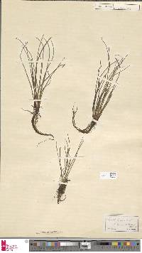 Isoetes lacustris image