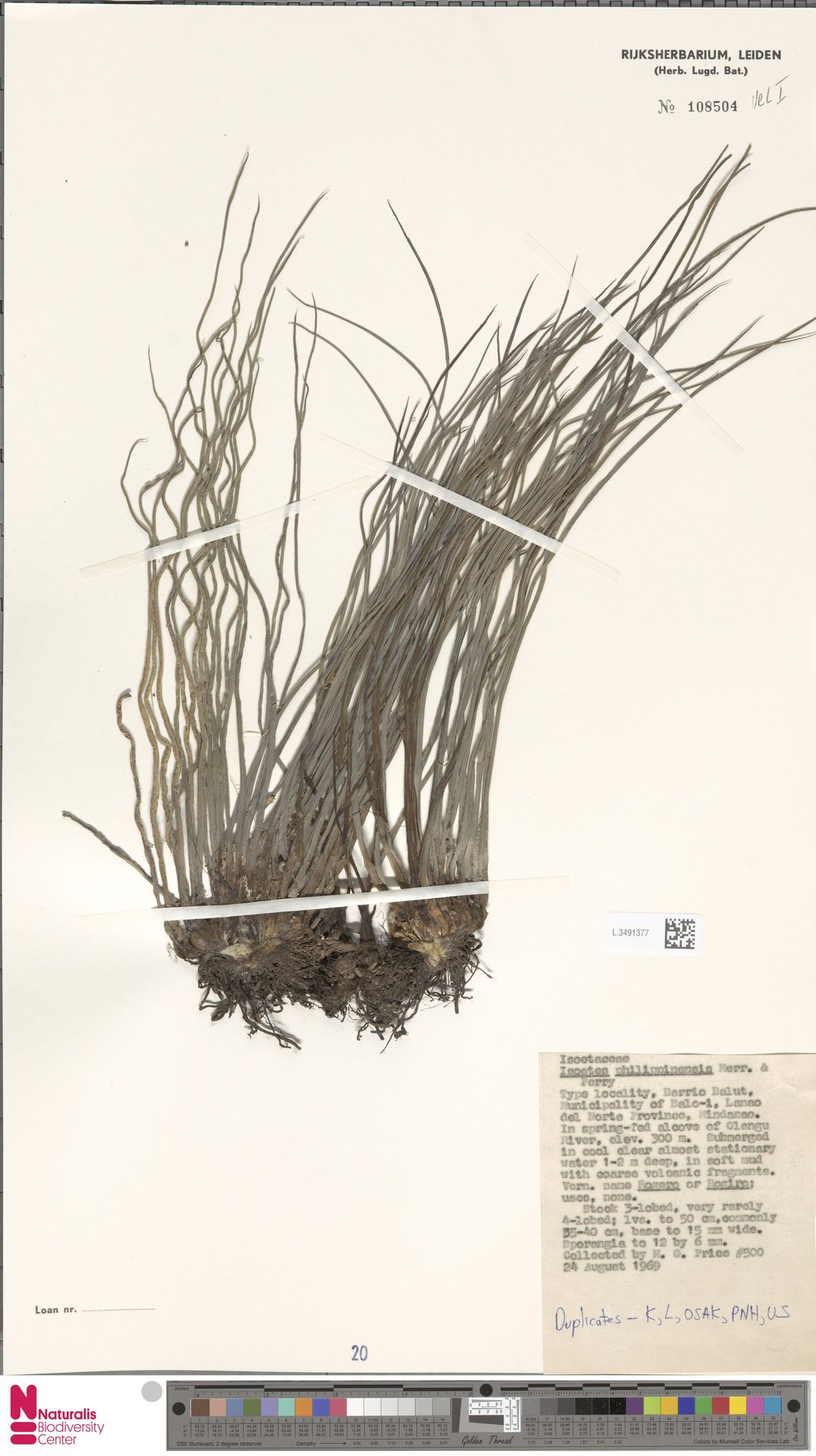 Isoetes philippinensis image