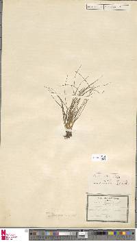 Isoetes longissima subsp. adspersa image