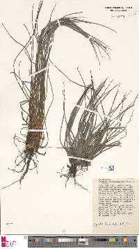 Isoetes philippinensis image