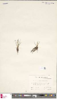 Isoetes lacustris image