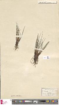 Isoetes lacustris image