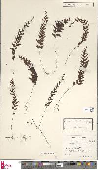 Hymenophyllum fuscum image