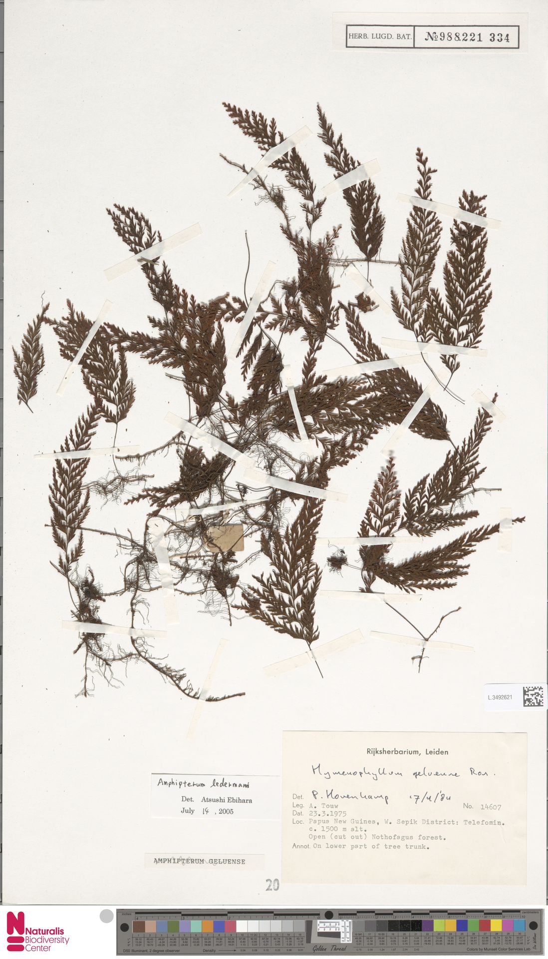Hymenophyllum ledermannii image