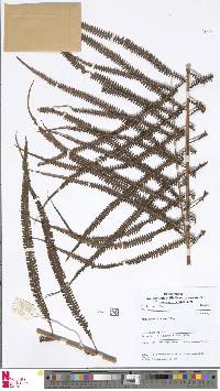 Mesopteris kiauensis image