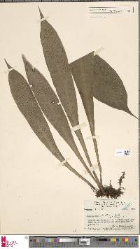 Antrophyum strictum image