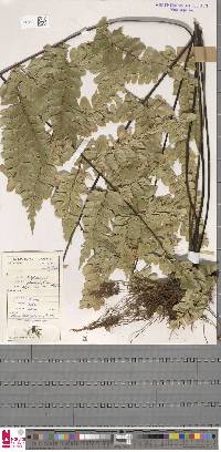 Asplenium nitidum image