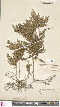 Image of Selaginella geniculata