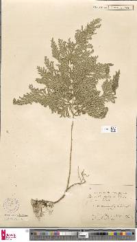 Selaginella involvens image