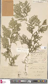 Image of Selaginella finium