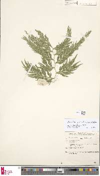 Selaginella delicatula image