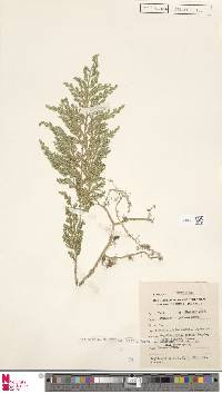 Selaginella involvens image