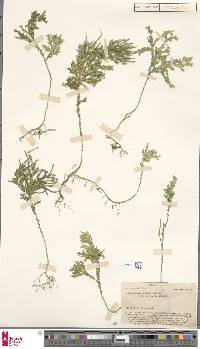 Image of Selaginella firmula