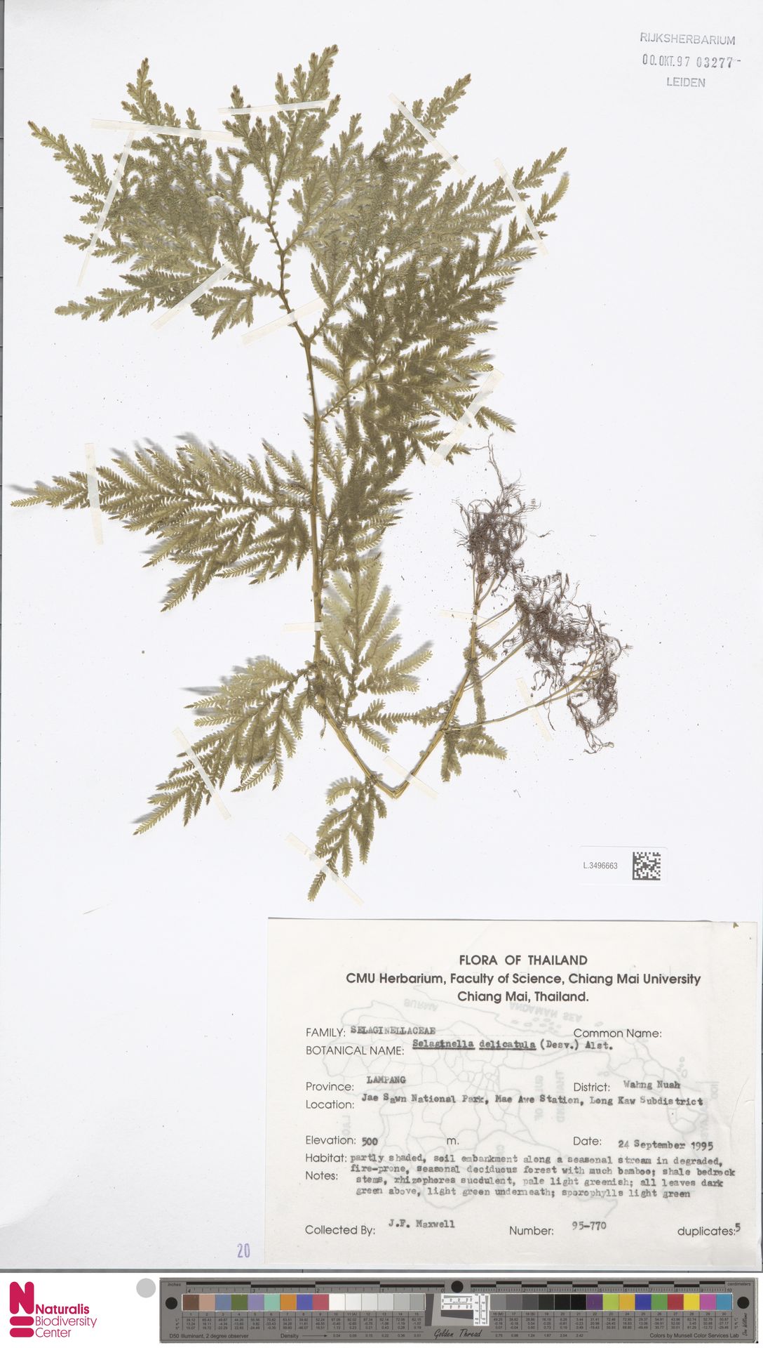 Selaginella delicatula image