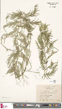 Selaginella delicatula image