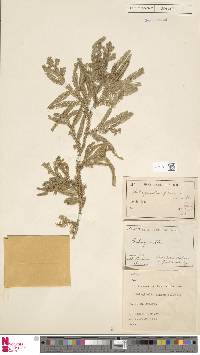 Selaginella finium image