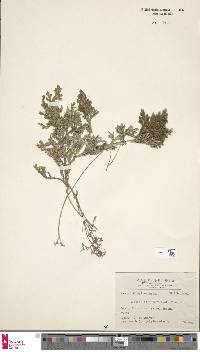 Selaginella doederleinii image