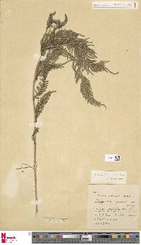 Selaginella gaudichaudiana image