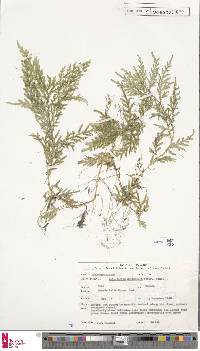 Selaginella delicatula image