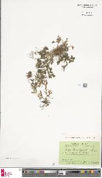 Selaginella amblyphylla image