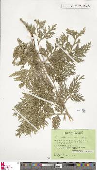 Selaginella canaliculata image