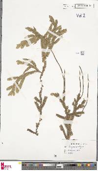 Selaginella alligans image