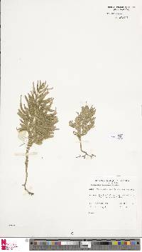Selaginella browneana image
