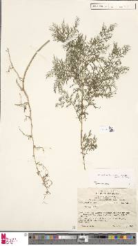 Selaginella hieronymiana image