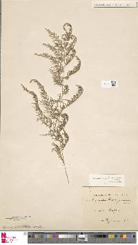Selaginella hieronymiana image
