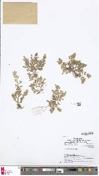 Selaginella alutacea image