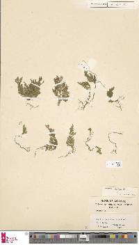Selaginella brevipes image
