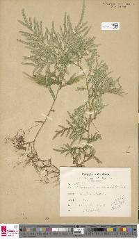 Selaginella canaliculata image